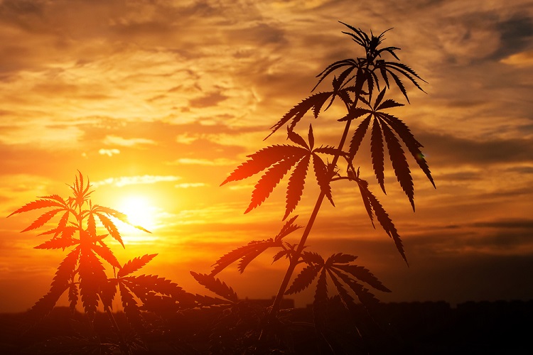 Weed Legalization: The Emerging Auto Insurance Risks emerging-auto-insurance-risks