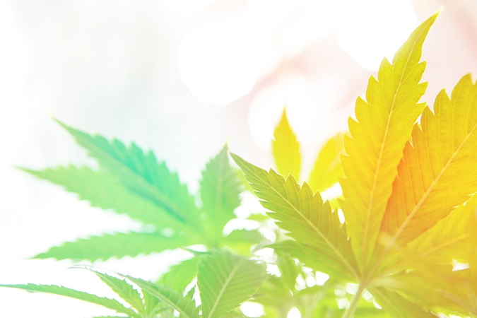 Should You Insure Cannabis Companies? insure-cannabis-companies